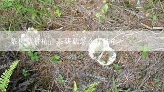 茶树菇种植：茶薪菇怎么样种植？