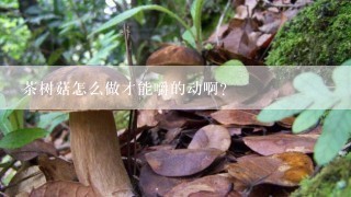 茶树菇怎么做才能嚼的动啊？