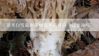 银耳白雪菇和茶树菇平菇可以一起炖汤吗