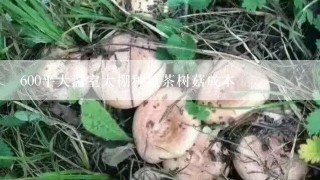 600平大温室大棚种植茶树菇成本