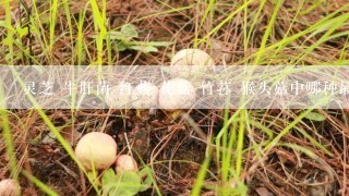 灵芝 牛肝菌 红菇 花菇 竹荪 猴头菇中哪种最贵