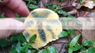 茶树菇磨菇头下面那层白色的是什么？是否能吃？