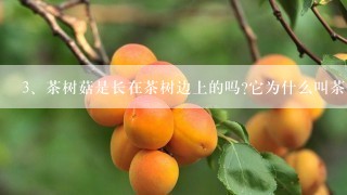 茶树菇是长在茶树边上的吗?它为什么叫茶树菇