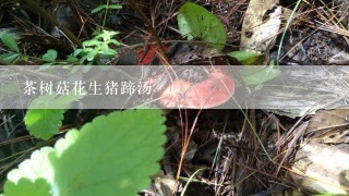 茶树菇花生猪蹄汤