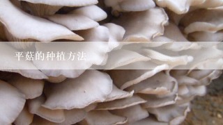 平菇的种植方法