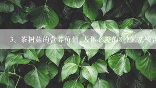 茶树菇的营养价值,人体必需的8种氨基酸含量齐全