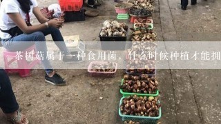 茶树菇属于一种食用菌，什么时候种植才能拥有高产量