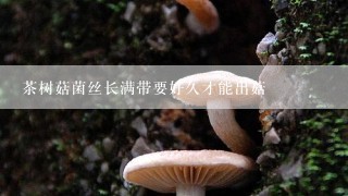 茶树菇菌丝长满带要好久才能出菇
