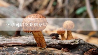 怀孕可以吃茶树菇吗