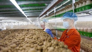 广昌茶树菇多少钱一斤