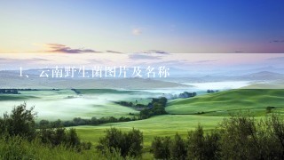 云南野生菌图片及名称