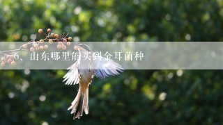 山东哪里能买到金耳菌种