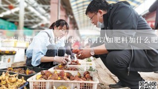 茶树菇子实体长出来可不可以加肥料加什么肥料