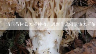 请问茶树菇怎样种植？遇到什么问题该怎样解决？还请有懂的朋友和我说说哈！