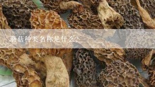 蘑菇种类名称是什么？
