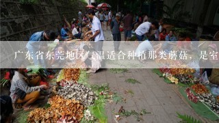 广东省东莞地区气温适合种植那类蘑菇，是室内种植，