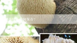 鲜茶树菇如何保存？