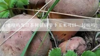 老母鸡海带茶树菇胡萝卜玉米可以一起炖吗？