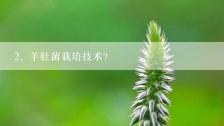 羊肚菌栽培技术？