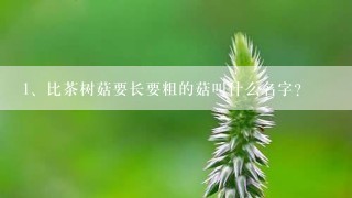 比茶树菇要长要粗的菇叫什么名字?