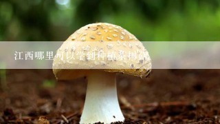 江西哪里可以学到种植茶树菇