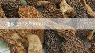 花椒是什么样的图片