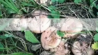 十一月份陆地适合种什么蔬菜