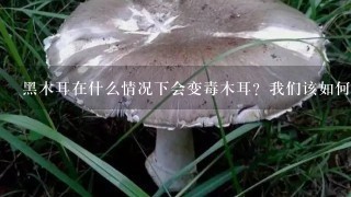 黑木耳在什么情况下会变毒木耳？我们该如何区分木耳