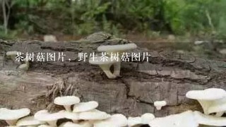 茶树菇图片，野生茶树菇图片