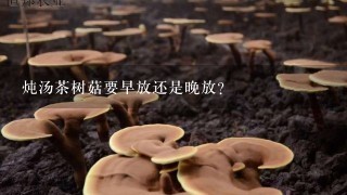 炖汤茶树菇要早放还是晚放？