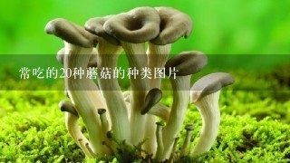 常吃的20种蘑菇的种类图片