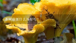 茶树菇煲什么汤好吃?