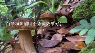 白醋和陈醋哪个杀菌效果好？