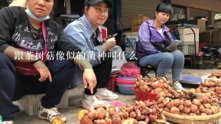 跟茶树菇像似的菌种叫什么