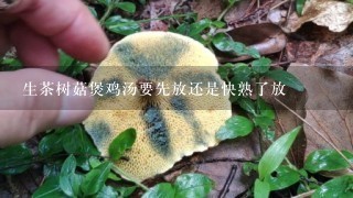 生茶树菇煲鸡汤要先放还是快熟了放