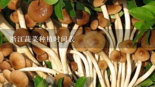 浙江蔬菜种植时间表