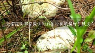 云南昆明哪家提供的石斛种苗质量好？铁皮石斛种苗、紫皮石斛种苗的组培苗