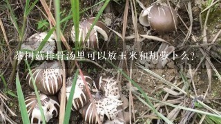 茶树菇排骨汤里可以放玉米和胡萝卜么？