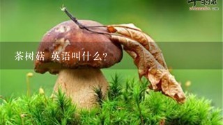 茶树菇 英语叫什么？