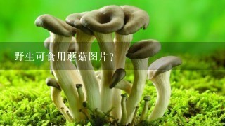 野生可食用蘑菇图片？