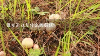 谁知道这是什么药蘑菇？