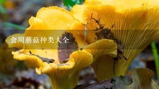 食用蘑菇种类大全