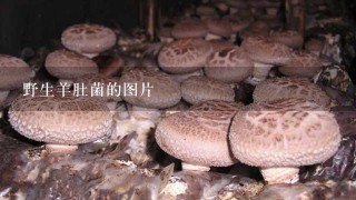 野生羊肚菌的图片