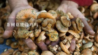 茶树菇能炖鸡吗