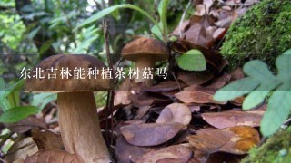 东北吉林能种植茶树菇吗