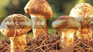 种吊瓜10亩一年能赚