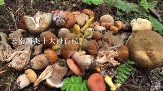 云南菌类十大排行榜？