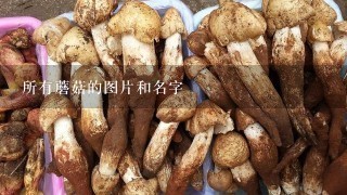 所有蘑菇的图片和名字