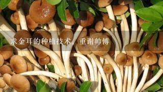 求金耳的种植技术。重谢帅傅