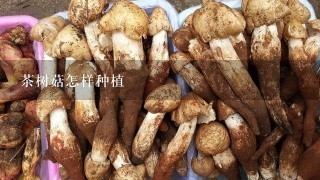 茶树菇怎样种植